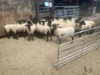 30 X 2T SUFFOLK X NORTH COUNTRY MULES BIDS PER LIFE - 4