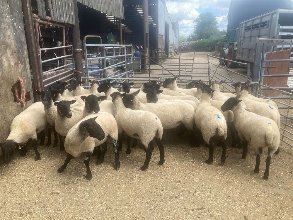 25 X 2T SUFFOLK X NORTH COUNTRY MULES BIDS PER LIFE