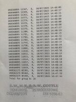 25 X 2T SUFFOLK X NORTH COUNTRY MULES BIDS PER LIFE - 4