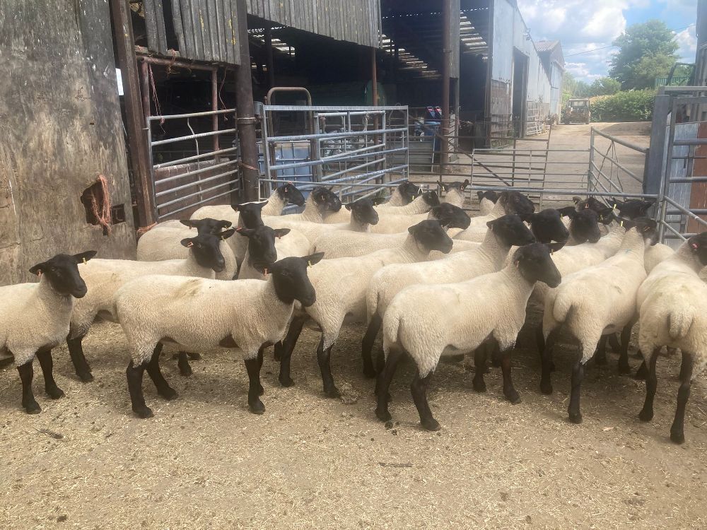 25 X 2T SUFFOLK X NORTH COUNTRY MULES BIDS PER LIFE