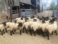 25 X 2T SUFFOLK X NORTH COUNTRY MULES BIDS PER LIFE - 3