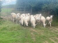 20 X 2T TEXEL X EWES BIDS PER LIFE