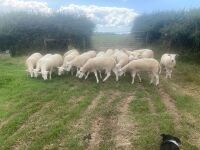 20 X 2T TEXEL X EWES BIDS PER LIFE - 3