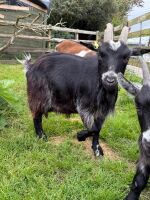 6YO PYGMY NANNY GOAT