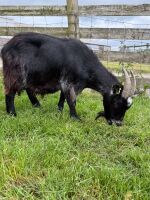 6YO PYGMY NANNY GOAT - 3