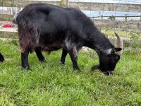 6YO PYGMY NANNY GOAT - 4