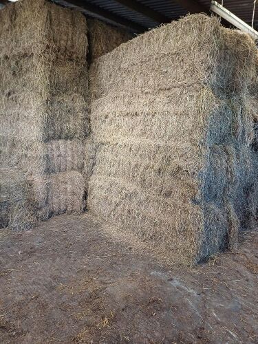 35 SQUARE BALES OF 2024 HAY BIDS PER BALE