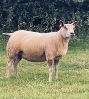 4 BELTEX X ROUGE SHEARLING EWES BIDS PER LIFE