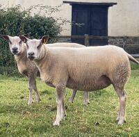 4 BELTEX X ROUGE SHEARLING EWES BIDS PER LIFE - 2