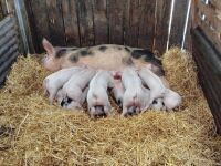 5 WELSH X PIETRAIN WEANER PIGS BIDS PER LIFE - 2