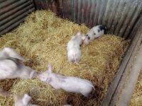 5 WELSH X PIETRAIN WEANER PIGS BIDS PER LIFE - 3