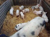 5 WELSH X PIETRAIN WEANER PIGS BIDS PER LIFE - 4