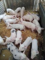 5 WELSH X PIETRAIN WEANER PIGS BIDS PER LIFE - 5