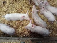 5 WELSH X PIETRAIN WEANER PIGS BIDS PER LIFE - 6