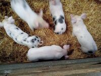 5 WELSH X PIETRAIN WEANER PIGS BIDS PER LIFE - 7