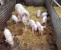 5 WELSH X PIETRAIN WEANER PIGS BIDS PER LIFE - 8