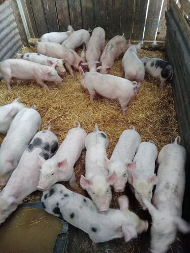 5 WELSH X PIETRAIN WEANER PIGS BIDS PER LIFE