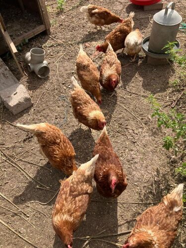 10 ISA BROWN LAYING HENS BIDS PER LIFE