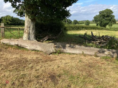 7M LARGE OAK TRUNK