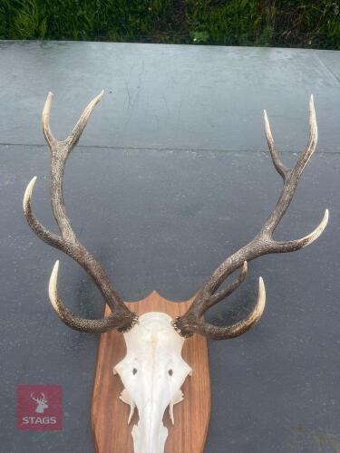 RED DEER HEAD