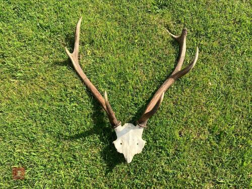 PAIR OF ANTLERS