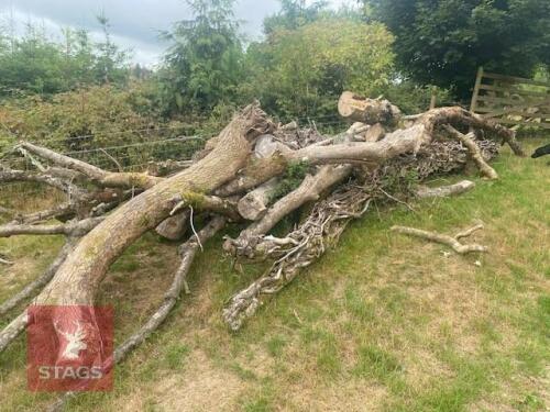 LARGE ASH TREEE