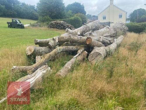 THREE VERY LARGE TREES
