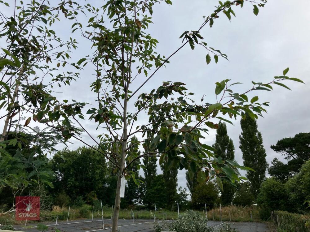 1 X AMELANCHIER GRANDIFOLIA ROBIN HILL