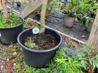 1 X AMELANCHIER GRANDIFOLIA ROBIN HILL - 2