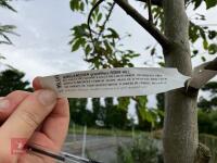 1 X AMELANCHIER GRANDIFOLIA ROBIN HILL - 3