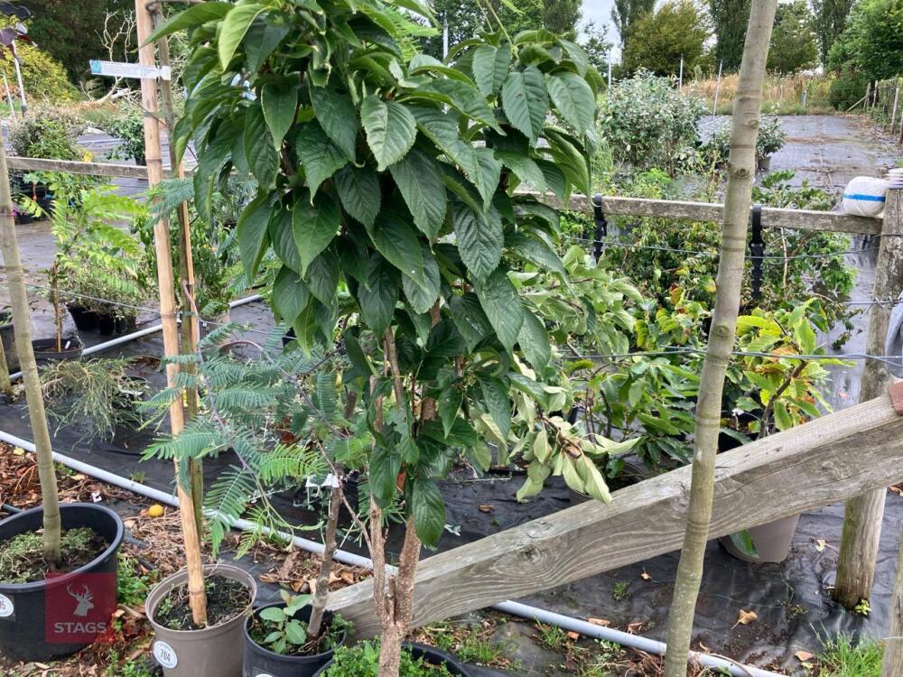 1 X PRUNUS SERRULATA AMANOGAWA