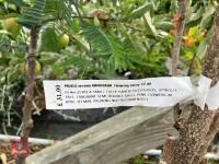 1 X PRUNUS SERRULATA AMANOGAWA - 3
