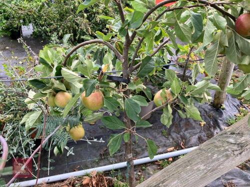 1 X APPLE TREE