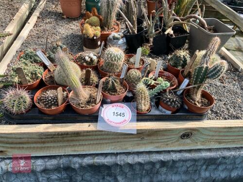 20 X MIXED CACTUS