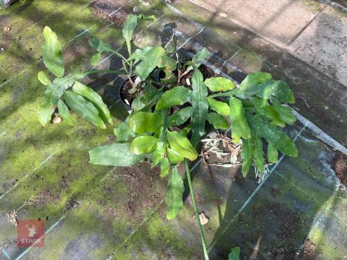 3 X EPIPHYLLUM
