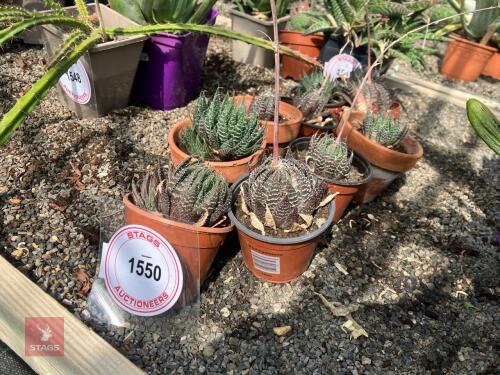 10 X CACTUS