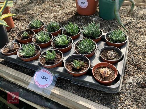 12 X MIXED CACTUS