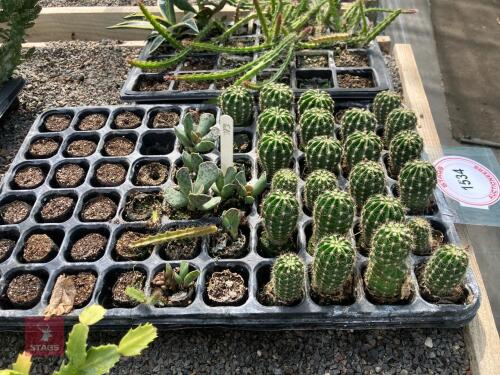 35 X MIXED CACTUS
