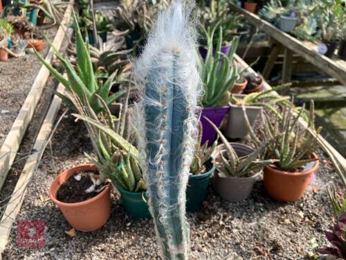 11 X MIXED CACTUS