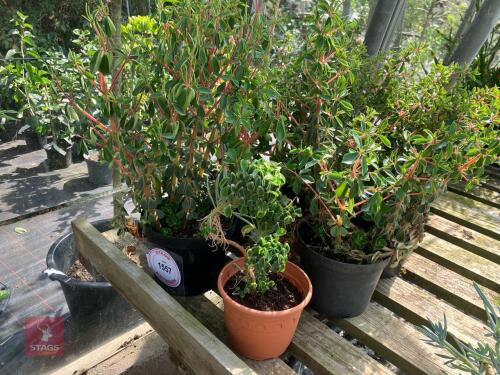 5 X UNKNOWN CACTUS