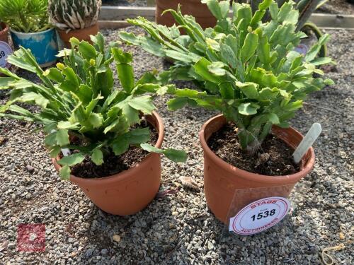 2 SCHLUMBEGERA ORIGINAL CHRISTMAS CACTUS