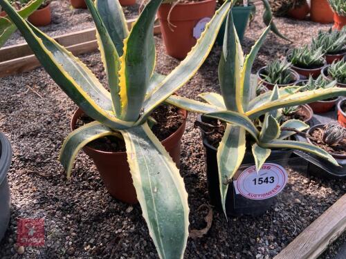 2 X AGAVE AMERICANA VARIEGATA