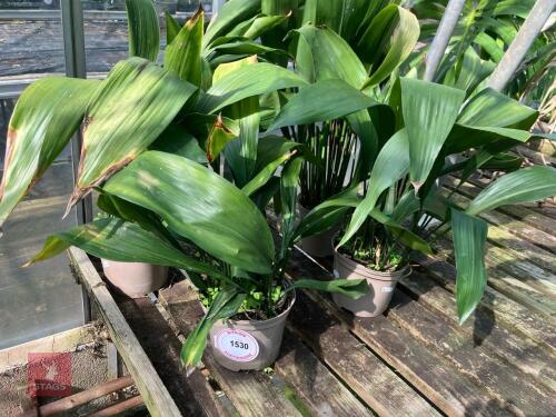 4 X ASPIDESTRA