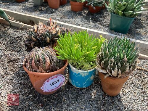 5 X MIXED CACTUS