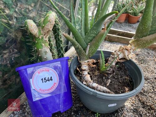 2 X UNKNOWN CACTUS