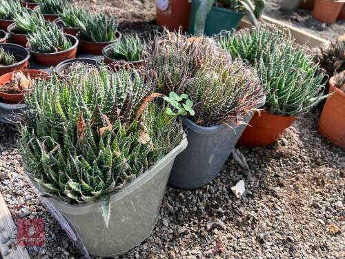 3 X MIXED CACTUS
