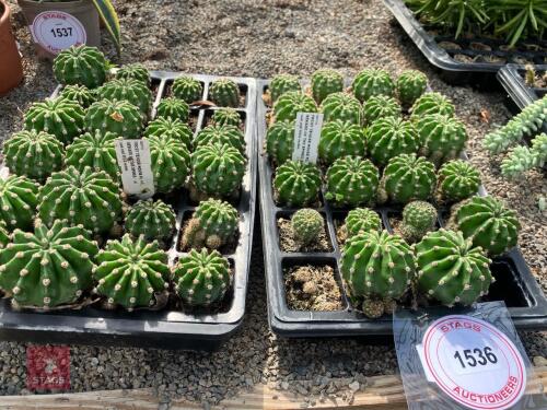 46 X CACTUS