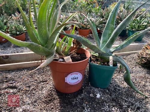 2 X ALOE VERA