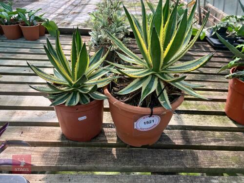 2 X UNKNOWN CACTUS