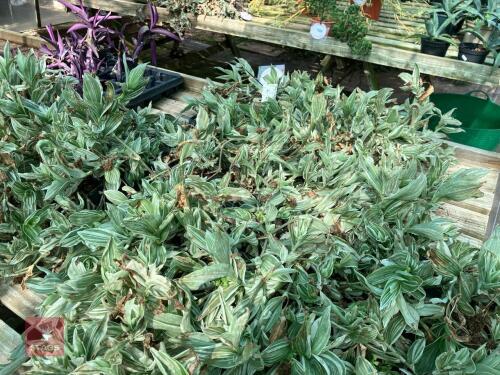 3 TRAYS OF UNKNOWN PLANTS